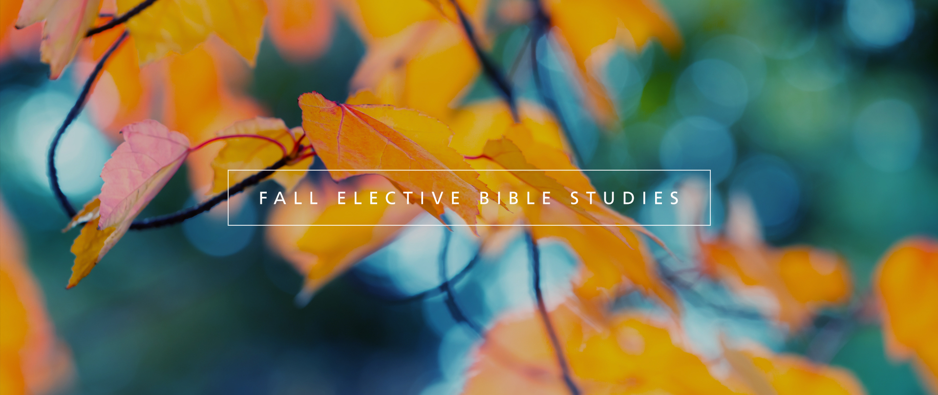 Bible Study Electives
Wednesdays, 6:30–8:00 PM
